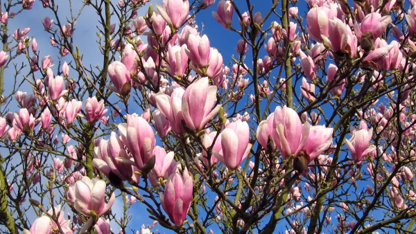 Magnolia : l'�l�gance des fleurs en tulipe ou en �toile