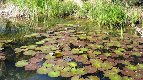 Une mare naturelle et sa v�g�tation de zone humide sur les berges