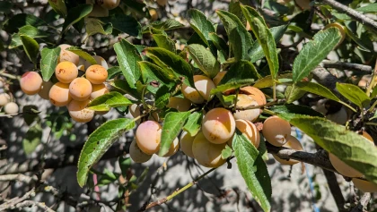 Mirabelles : pourquoi votre arbre produit-il beaucoup de fruits certaines ann�es et rien du tout d'autres fois ?