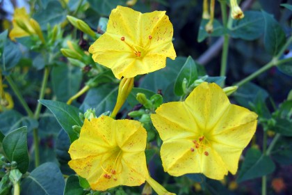 Belle de nuit (Mirabilis jalapa) : une floraison nocturne parfum�e