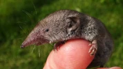 Musaraigne : d�couvrez cette mini-chasseuse d'insectes qui booste la nature chez vous