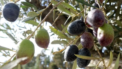 Quand et comment r�colter les olives ? (vertes, noires, huile)