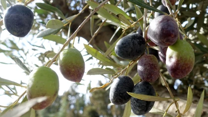 Quand et comment r�colter les olives ? (vertes, noires, huile)