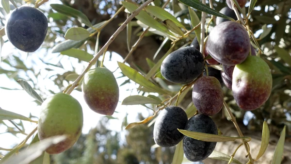 Quand et comment r�colter les olives ? (vertes, noires, huile)