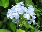 Plumbago du Cap (Plumbago auriculata) : un arbuste grimpant � la floraison azur