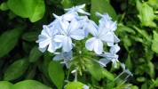 Plumbago du Cap (Plumbago auriculata) : un arbuste grimpant � la floraison azur