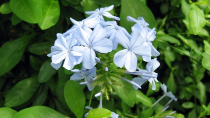 Plumbago du Cap (Plumbago auriculata) : un arbuste grimpant � la floraison azur