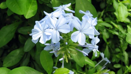 Plumbago du Cap (Plumbago auriculata) : un arbuste grimpant � la floraison azur