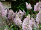 Queue de minet (Ptilotus exaltatus) : une plante australienne aux fleurs plumeuses uniques