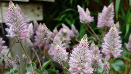 Queue de minet (Ptilotus exaltatus) : une plante australienne aux fleurs plumeuses uniques
