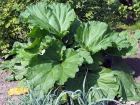 Rhubarbe des jardins (Rheum rhabarbarum) : une plante comestible incontournable