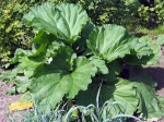 Rhubarbe des jardins, Rheum rhabarbarum