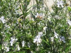 Romarin commun (Salvia rosmarinus) : un arbrisseau persistant indispensable au jardin m�diterran�en