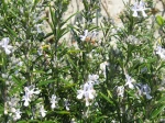 Romarin commun (Salvia rosmarinus)