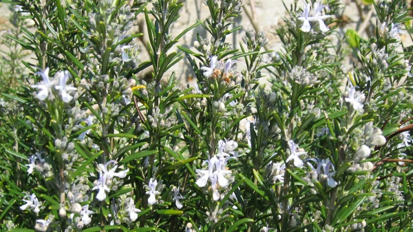 Romarin commun (Salvia rosmarinus)