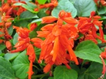 Sauge �clatante, Salvia splendens