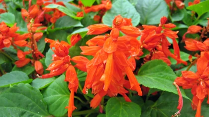 Sauge �clatante (Salvia splendens) : la reine des massifs d'�t� avec sa floraison rouge �carlate