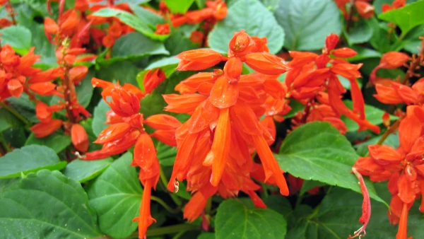 Sauge �clatante, Salvia splendens