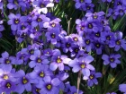 Bermudienne � feuilles �troites (Sisyrinchium angustifolium) : un petit iris rustique aux fleurs bleues