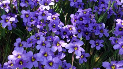Bermudienne � feuilles �troites (Sisyrinchium angustifolium) : un petit iris rustique aux fleurs bleues