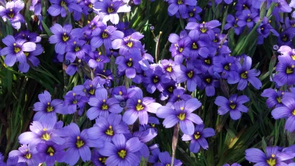 Bermudienne � feuilles �troites (Sisyrinchium angustifolium) : un petit iris rustique aux fleurs bleues