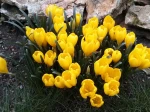 Crocus jaune d'automne, Vendangeuse, Sternbergia lutea