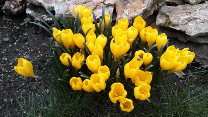Vendangeuse (Sternbergia lutea) : le faux crocus qui illumine les jardins en automne