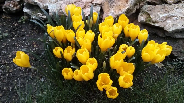 Crocus jaune d'automne, Vendangeuse, Sternbergia lutea