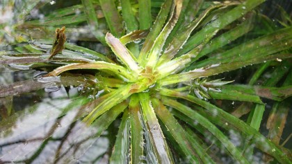 Alo�s d'eau (Stratiotes aloides) : l'�tonnante plante aquatique en forme de rosette