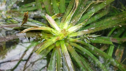 Alo�s d'eau (Stratiotes aloides) : l'�tonnante plante aquatique en forme de rosette