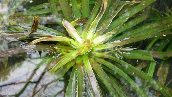 Alo�s d'eau (Stratiotes aloides) : l'�tonnante plante aquatique en forme de rosette
