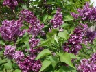 Lilas de Hongrie,  Syringa josikaea 
