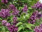 Lilas de Hongrie (Syringa josikaea) en fleurs