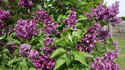 Lilas de Hongrie, <i>Syringa josikaea</i>