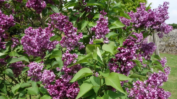 Lilas de Hongrie (Syringa josikaea) en fleurs