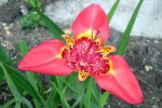 Oeil de paon (Tigridia pavonia) : une bulbeuse d'�t� � la floraison spectaculaire