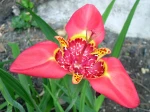 Tigridia pavonia