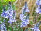V�ronique couch�e (Veronica prostrata) : le couvre-sol florif�re id�al pour vos rocailles