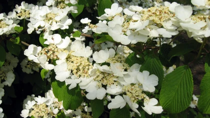 Viorne de Chine (Viburnum plicatum) : un arbuste au port �tag� et � la floraison printani�re