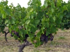 Vigne (Vitis vinifera) : r�ussir son raisin au jardin