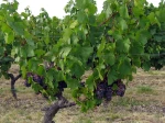 Vigne (Raisin), Vitis vinifera