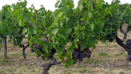 Vigne (Vitis vinifera) : r�ussir son raisin au jardin
