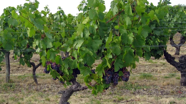 Vigne (Vitis vinifera) : r�ussir son raisin au jardin