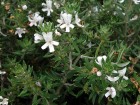 Romarin d'Australie � longues feuilles,  Westringia longifolia 