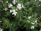 Romarin d'Australie (Westringia longifolia) : un arbuste de bord de mer persistant et r�sistant
