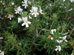 Romarin d'Australie � longues feuilles, Westringia � longues feuilles, Westringia longifolia