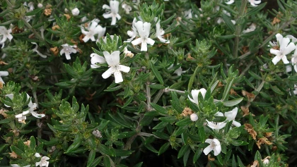 Romarin d'Australie (Westringia longifolia) : un arbuste de bord de mer persistant et r�sistant