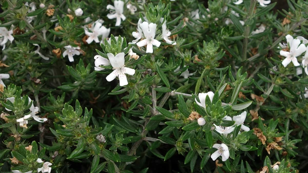 Romarin d'Australie � longues feuilles, Westringia � longues feuilles, Westringia longifolia