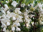 Glycine de Chine blanche, Wisteria sinensis 'Alba'