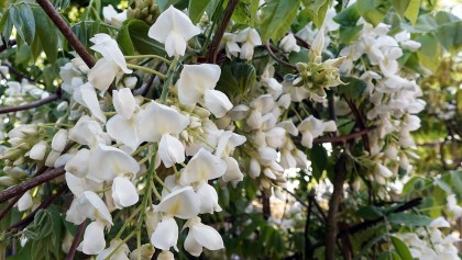 Glycine de Chine (Wisteria sinensis) : la grimpante spectaculaire � grappes mauves pour sublimer votre pergola